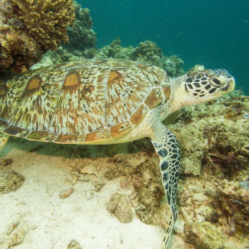 Green turtle