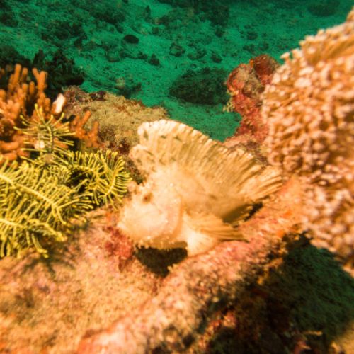 Leaf scorpionfish