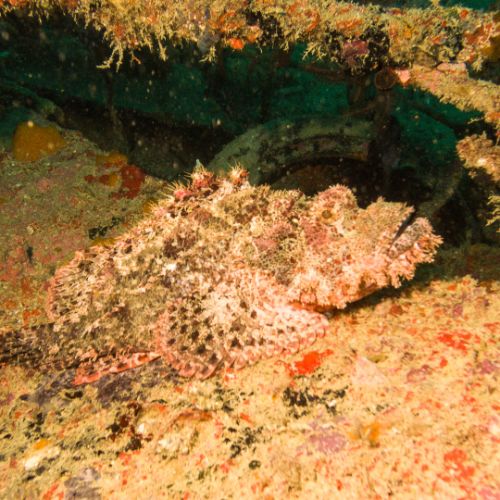 Scorpionfish