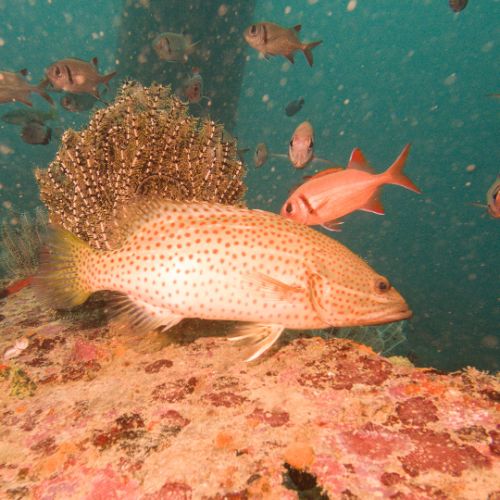 Slender grouper