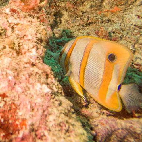 Copperband butterflyfish