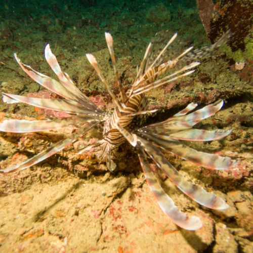 Lionfish