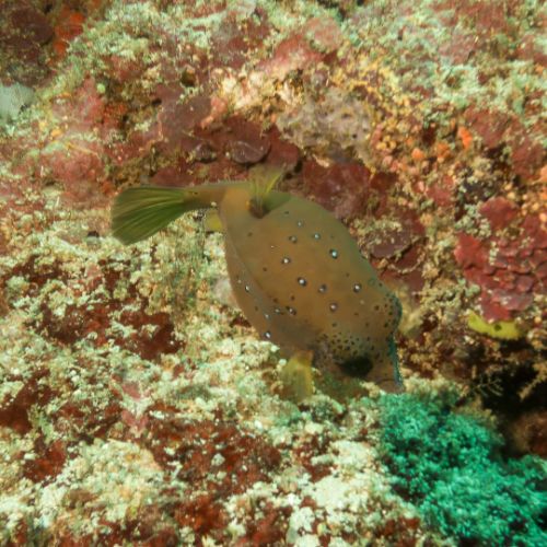 Boxfish