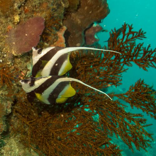 Moorish idol