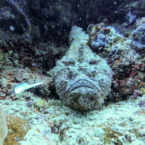 Stonefish