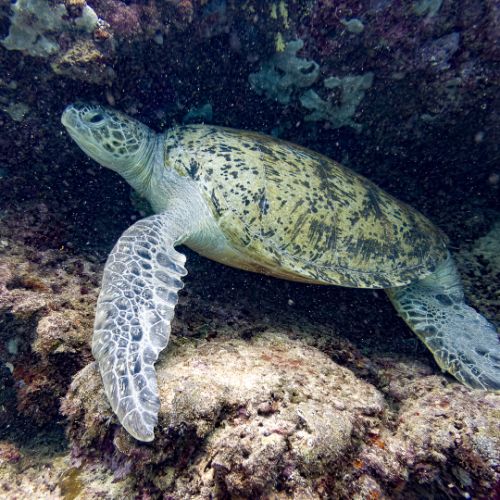 Green turtle