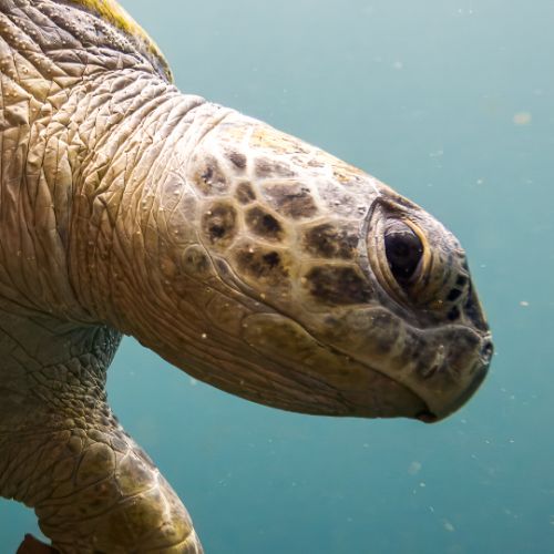 Green turtle