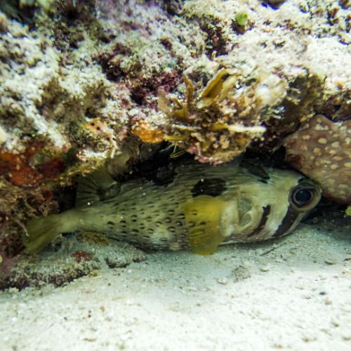 Porcupinefish