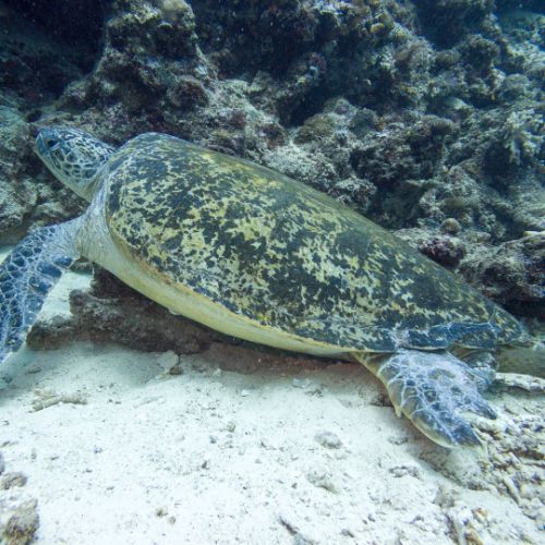 Green turtle