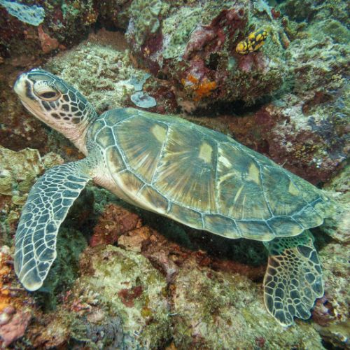 Green turtle