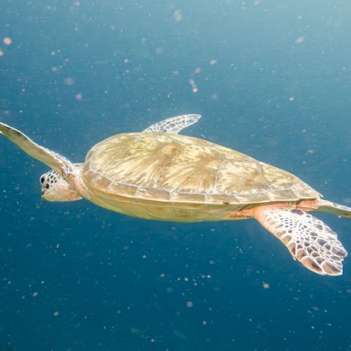 Green turtle