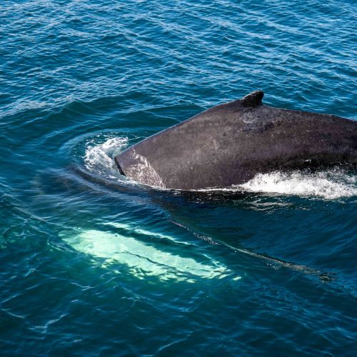 Baleine à bosse