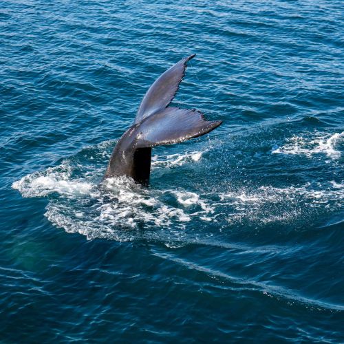 Baleine à bosse