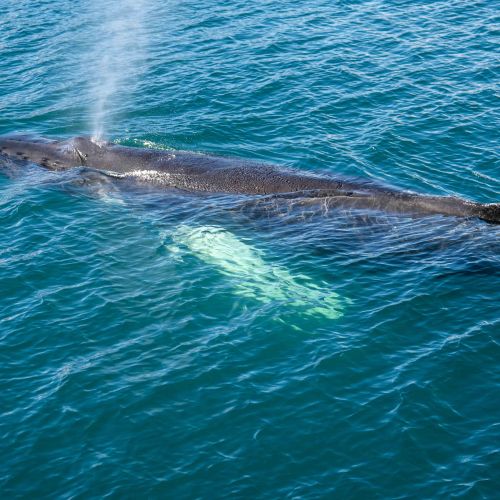 Baleine à bosse