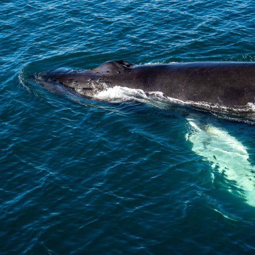 Baleine à bosse