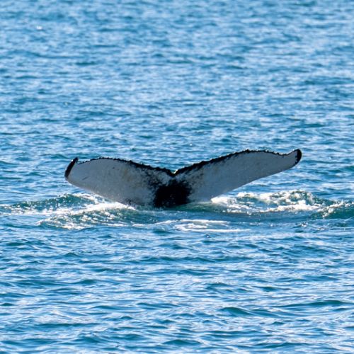 Belle caudale (fluke)