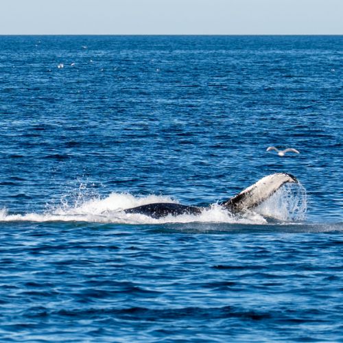 Belle pectorale (flipper)