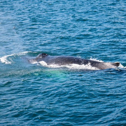 Baleine à bosse