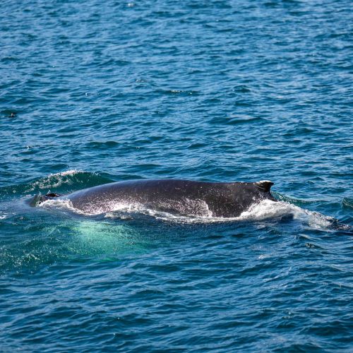 Baleine à bosse