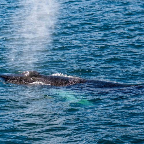 Baleine à bosse