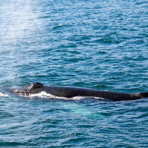 Baleine à bosse