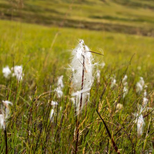 Linaigrette (cotton grass)
