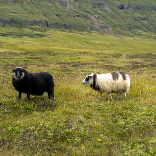 Moutons islandais