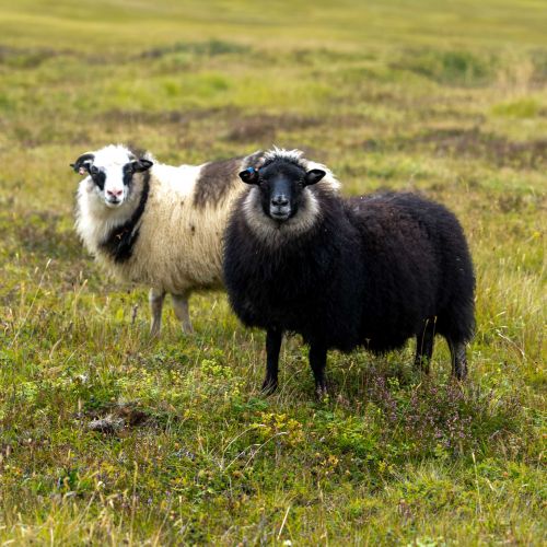 Moutons islandais