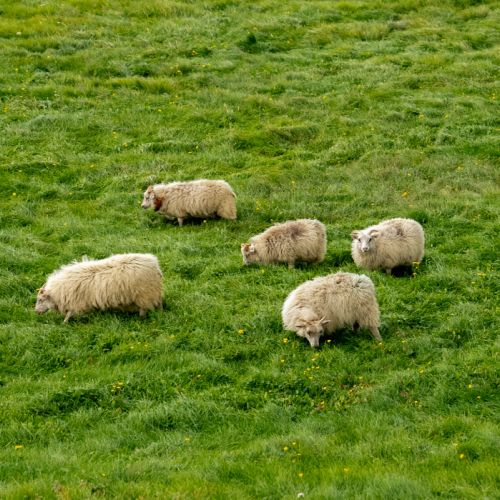 Moutons