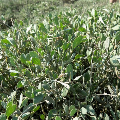 L'oreilles de cochon