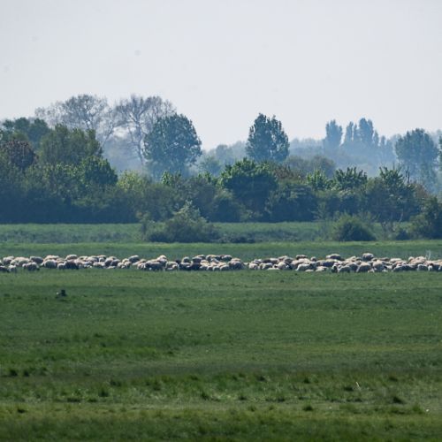 Moutons de prés salés