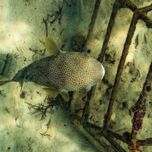 Pufferfish
