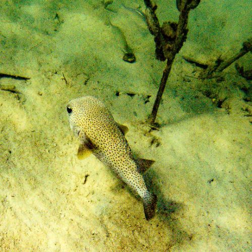 Pufferfish