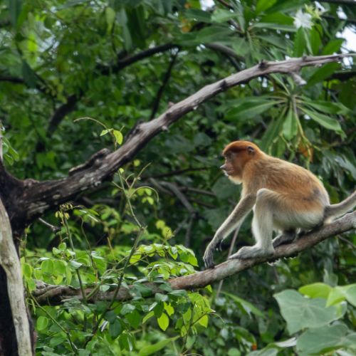Proboscis monkey