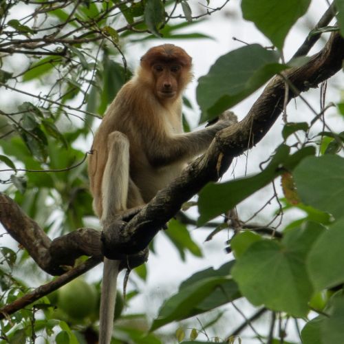 Proboscis monkey