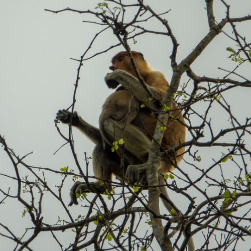 Proboscis monkey