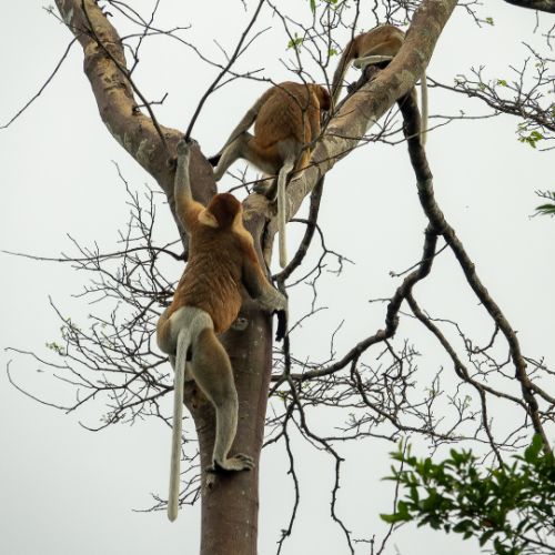 Proboscis monkey