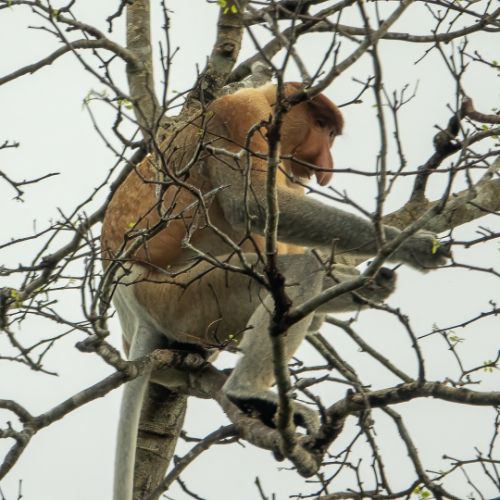 Proboscis monkey