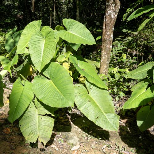 Mari Mari Cultural Village