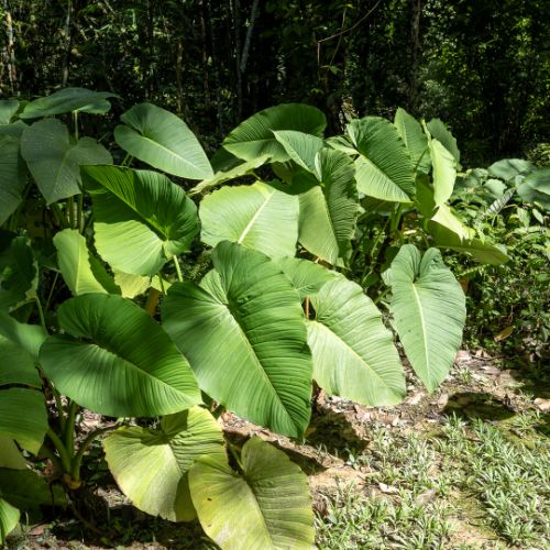 Mari Mari Cultural Village