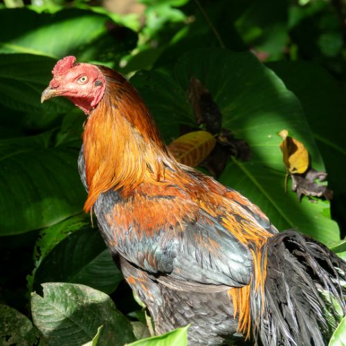 Mari Mari Cultural Village